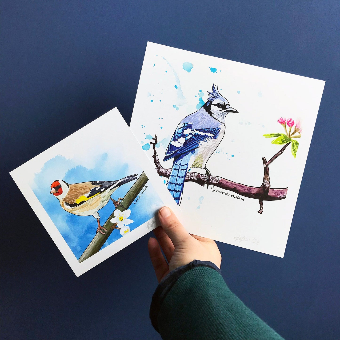 A white woman’s hand is holding out a pair of square illustration prints, the one on the left is smaller and shows a European goldfinch on a branch with blossom and a blue inky wash background. The print on the right is larger and shows a bluejay also perching on a branch with pink blossom with bright blue splash marks in the background.
