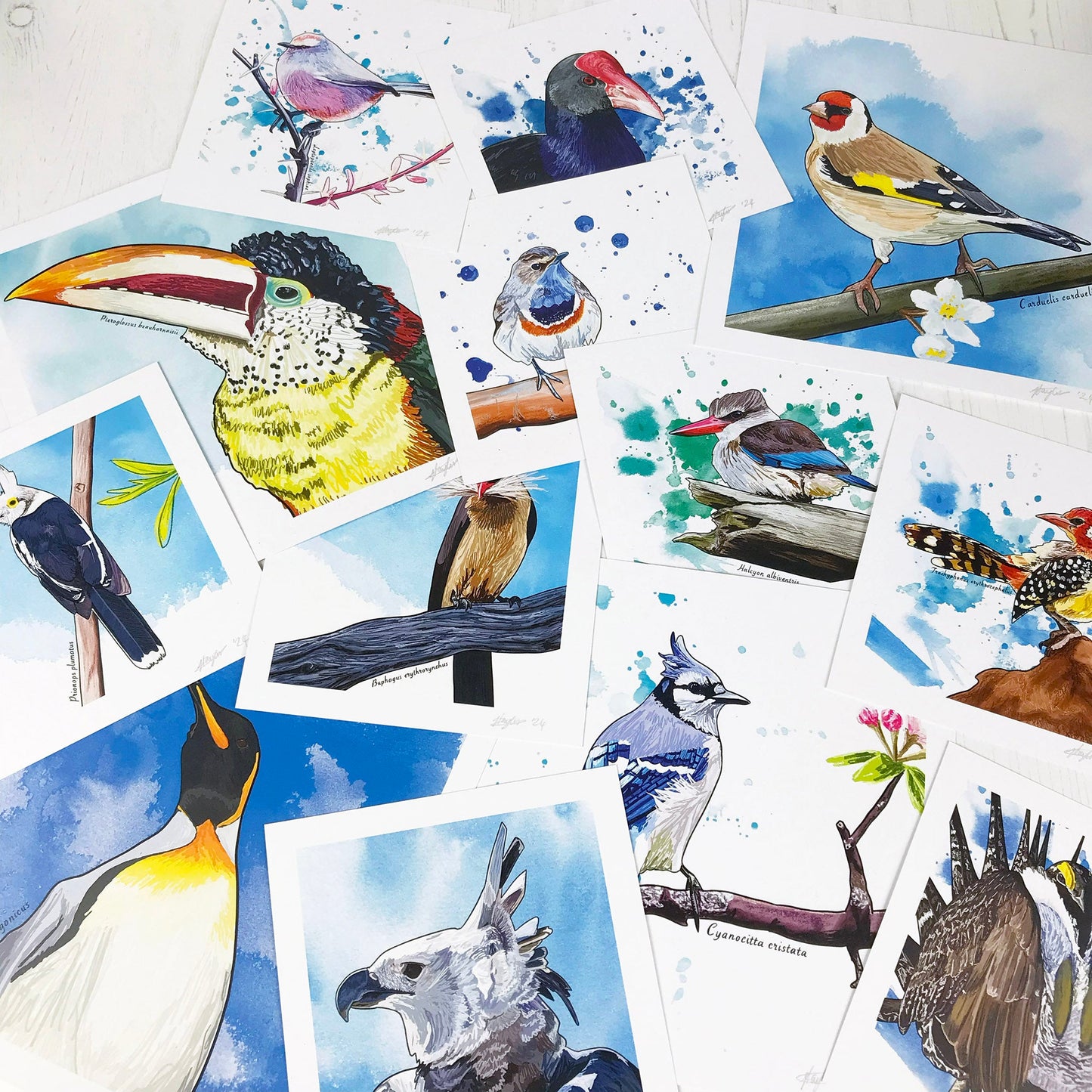 A flat lay of a selection of original bird art illustration prints by Loadofolbobbins. They’re all muddled together overlapping to create a joyful mass of birds. The birds you can see as illustrations are a goldfinch, pukeko, white browed tit warbler, curl crested aracari, brown hooded kingfisher, Californian sage grouse, king penguin, red billed oxpecker, bluejay, harpy eagle, Bluethroat, white created helmetshrike and a red and yellow barbet.