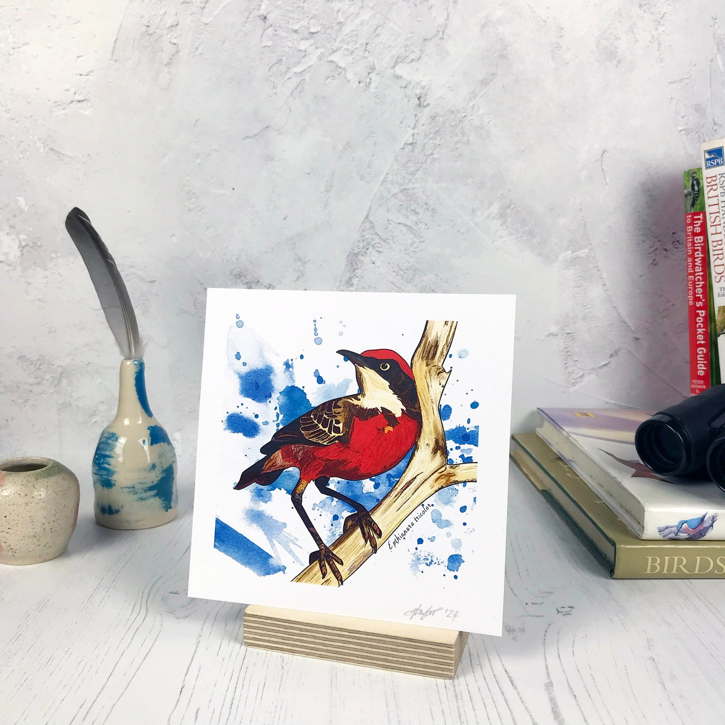 A photo of a small sized 14 cm square art print made from an original digital illustration by Loadofolbobbins. It is of a crimson chat bird perching on a curvy branch. The bird has vibrant red feathers on it underside and top of it’s head. It has a dark band of feathers around it’s eyes which look like a mask like Zorro. It has a dark beak with a light creamy feathered chin, not sure if birds have chins. The background is made of deep blue inky splashes. There is a 2.5 cm white border for framing.