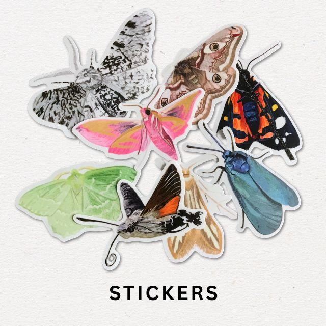 A selection of example stickers showing different types of moths that have been illustrated, including elephan hawk moth, scarce forester moth, female emperor moth, large emerlad moth, peppered moth and scarlet tiger moth.