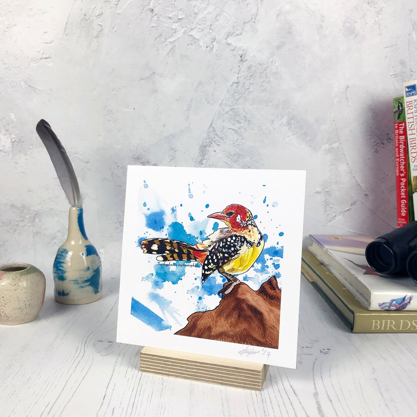 A photo of a small sized 14 cm square art print made from an original digital illustration by Loadofolbobbins. It is of a red and yellow barbet bird perched on a reddish brown rock. It’s tail is facing to the left as well as the bird head. The bird has remarkable bright yellow breast feathers going up it’s neck into a bright red face. The wings are a deep black with white spots and the tail is black with whitish stripes. The background is splashy inky light blue. There is a 2.5 cm white border for framing.