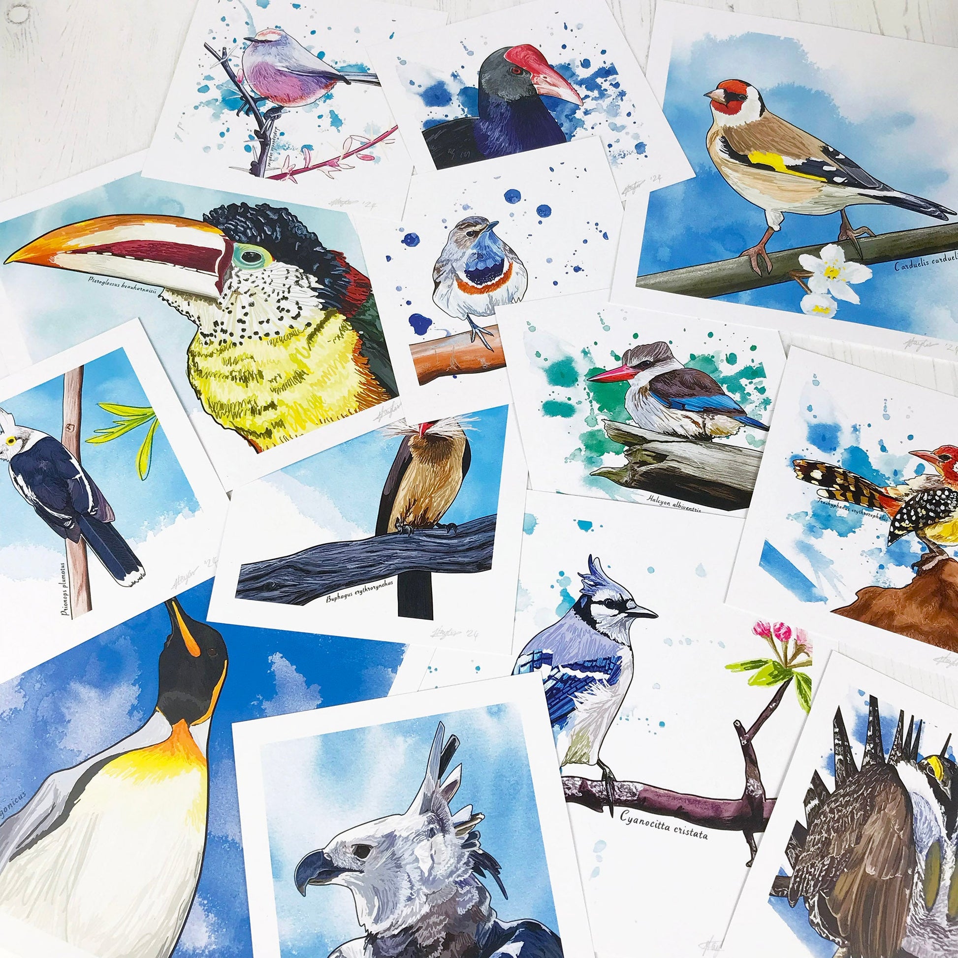 A flat lay of a selection of original bird art illustration prints by Loadofolbobbins. They’re all muddled together overlapping to create a joyful mass of birds. The birds you can see as illustrations are a goldfinch, pukeko, white browed tit warbler, curl crested aracari, brown hooded kingfisher, Californian sage grouse, king penguin, red billed oxpecker, bluejay, harpy eagle, Bluethroat, white created helmetshrike and a red and yellow barbet.