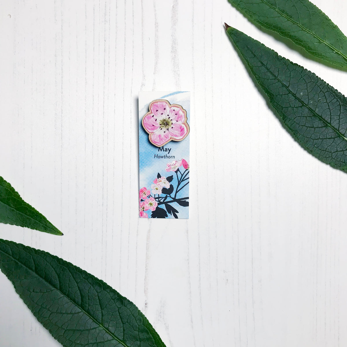 A 25mm mini wooden lapel pin of a pinky white hawthorn blossom mounted on an illustrated backing card. The pin is made from an original illustration and is loose and expressive in style. The backing card says May Hawthorn and has an illustration of Hawthorn blossoms with foliage silhouetted in black against an inky blue background.
