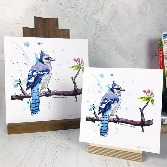 A photo of medium sized and small sized square art prints from an original digital illustration by Loadofolbobbins. It is of a bluejay bird perching on a reddish brown gnarled branch with blossom buds on. The bird has it’s back to the viewer, it’s head turned to the right so you can see it’s profile. It has a crest of feathers on its head that are light blue like the back feathers. Face and under body is white. The background has some light blue inky splashes. There is a 2.5 cm white border for framing.