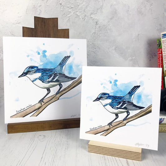 A photo of medium sized and small sized square art prints made from an original digital illustration by Loadofolbobbins. It is of a cerulean warbler bird perching on a branch. It has been done with energetic line marks and has a light blue inky wash background. It is a small perky looking bird with deep blue feathers across it's back and white feathers underneath. There is a 2.5 cm white border for framing.