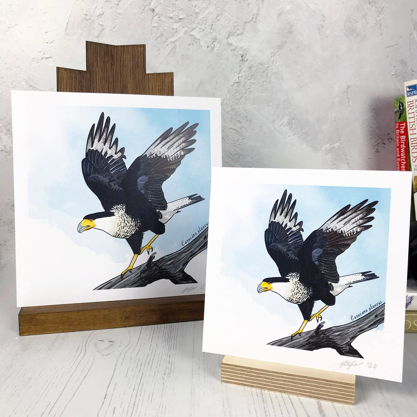 A photo of medium and small sized square art prints made from an original digital illustration by Loadofolbobbins. It is of a created caracara bird perched on a branch with wing stretched and legs rising as it’s just about to take flight. A large raptor its leg and wing feathers are a rich grey blue brown colour with white underside feathers. Its legs are yellow and it's strong powerful beak has yellow to deep orange skin. The background is a light blue inky wash. There is a 2.5 cm white border for framing.