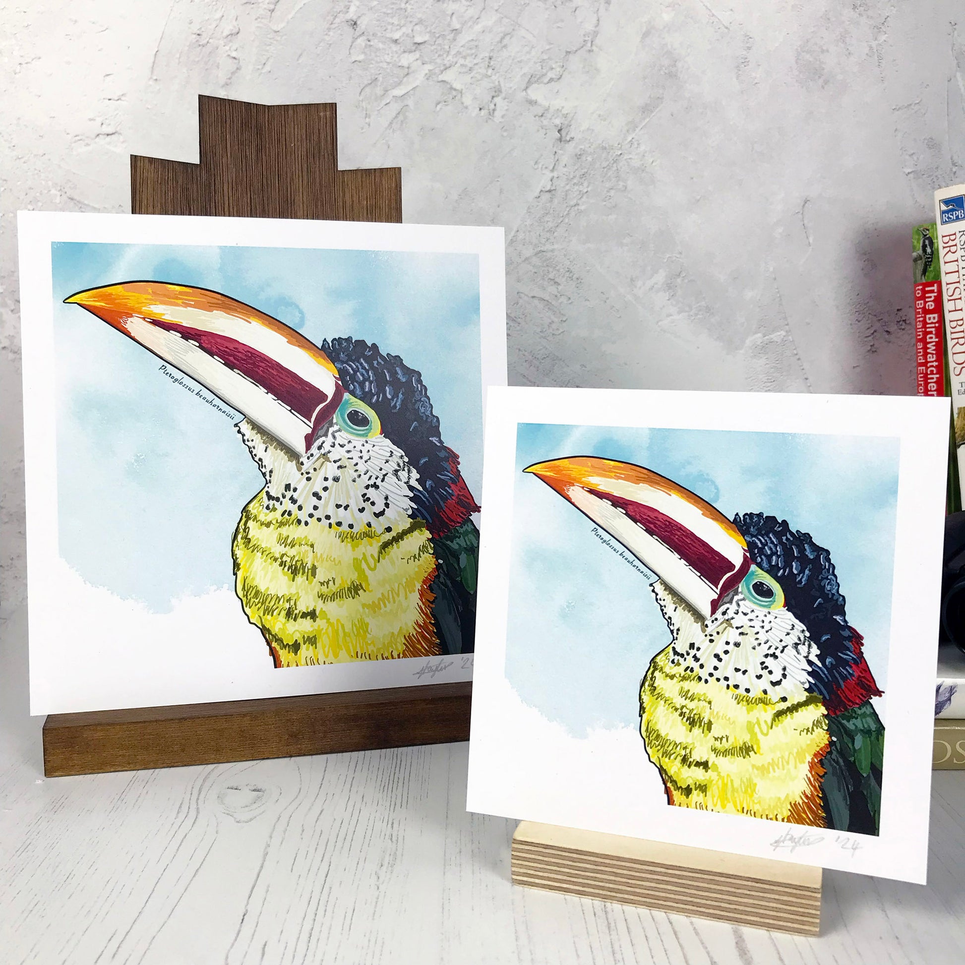 A photo of medium sized and small sized square art prints made from an original digital illustration by Loadofolbobbins. It is of a curl-crested Aracari bird with a bright light blue inky wash background. The bird has a toucan like beak large and curved with cream and dark red stripes and orange tip. The feathers are an incredible array of colours with light yellow front green wings and red and black back and head feathers. There is a 2.5 cm white border for framing.
