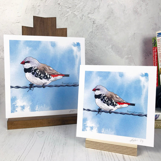 A photo of medium sized & small sized square art prints made from an original digital illustration by Loadofolbobbins. It is of a diamond firetail bird perched on a stretch of barbed wire against a light blue inky wash background. A finch like bird with a vibrant red beak and flash of red wing feather. The belly and throat are white with a black band that is under it's head which extends to the sides and has white spots. It's upper wings are a buff brown colour. There is a 2.5 cm white border for framing.