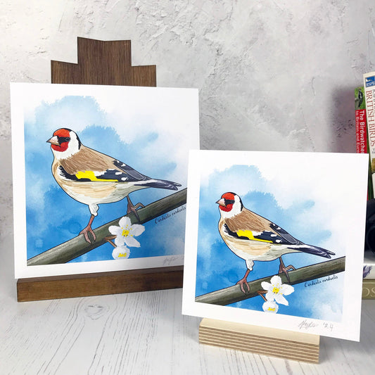 A photo of medium sized & small sized square art prints from an original digital illustration by Loadofolbobbins. It is of a European goldfinch, back facing the viewer, head turned and looking out towards the left. It has a bright red face with black eye band and a creamy white underbelly with brown wings which are black towards the end with flashes of white, also a bright yellow flash of feathers on their wing. It is perching on a branch with white tree blossoms. There is a 2.5 cm white border for framing.