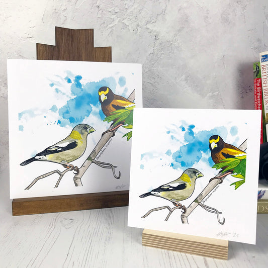 A photo of medium sized and small sized square art prints made from an original illustration by Loadofolbobbins. It is of of two evening grosbeak birds perching on a branch, the foreground one is side on looking to the right and the one behind is looking towards the bird in front. The colours are bright and vibrant and their feathers are a mix greeny greys and flashes of bright yellow, black and white. There’s a turquoise inky splash in the background. There is a 2.5 cm white border for framing.