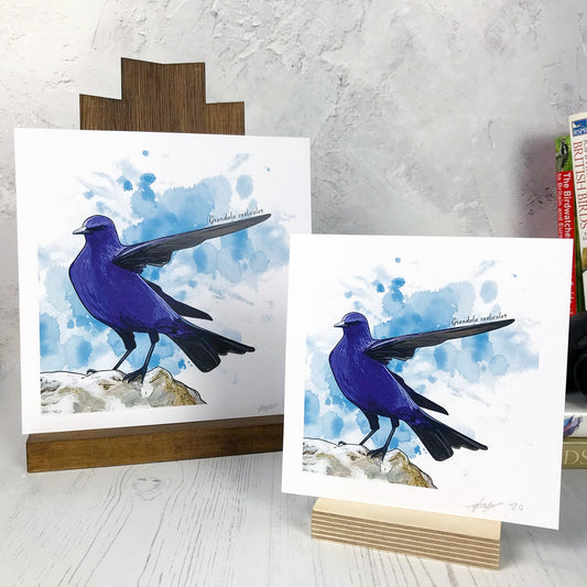 A photo of medium sized & small sized square art prints made from an original digital illustration by Loadofolbobbins. It is of a grandala bird perching on a rock. It has rich black wing and tail feathers with the rest of the body covered in vibrant bright blue feathers. This bird has one wing pointing to the right of the image and is standing on a rock. The background of the image is a dark turquoise inky splash. There is a 2.5 cm white border for framing.