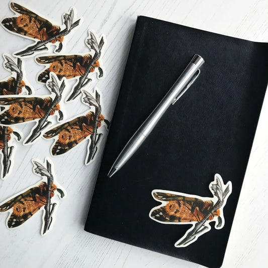 A Kentish glory moth sticker created from an original digital illustration by Loadofolbobbins. It has the underside of the moth as it clings to a branch, drawn in black and white, in the top left corner of the image. A lovely fluffy moth full of rich browns and oranges. It's body and head are indeed very fluffy with some gorgeous stripe marks alternating between a rich orange brown and light biscuit beige colour. They have dark black compund eyes and feathery antennae. The underside of the wings can be seen