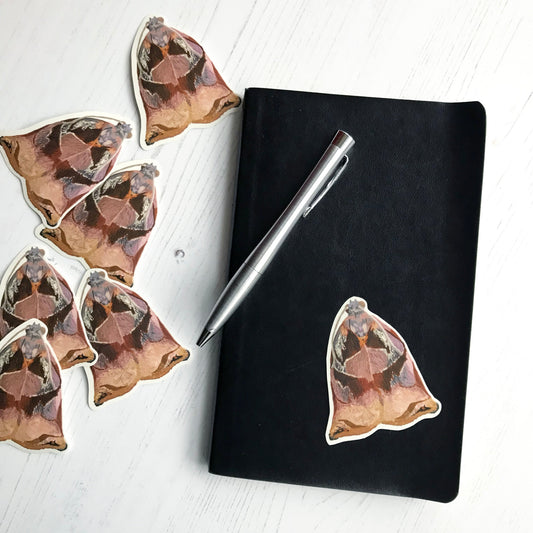 A large fruit-tree tortix moth sticker created from an original digital illustration by Loadofolbobbins. This fairly large moth has it's wings closed. A collection of incredible different browns across the wings, they kind of work upwards in an ombré effect from a lighter tan brown to a darker reddish brown. This ombré effect is broken up with distinctive darker brown thick stripey patch markings that have gold highlights dotted around the edges. 