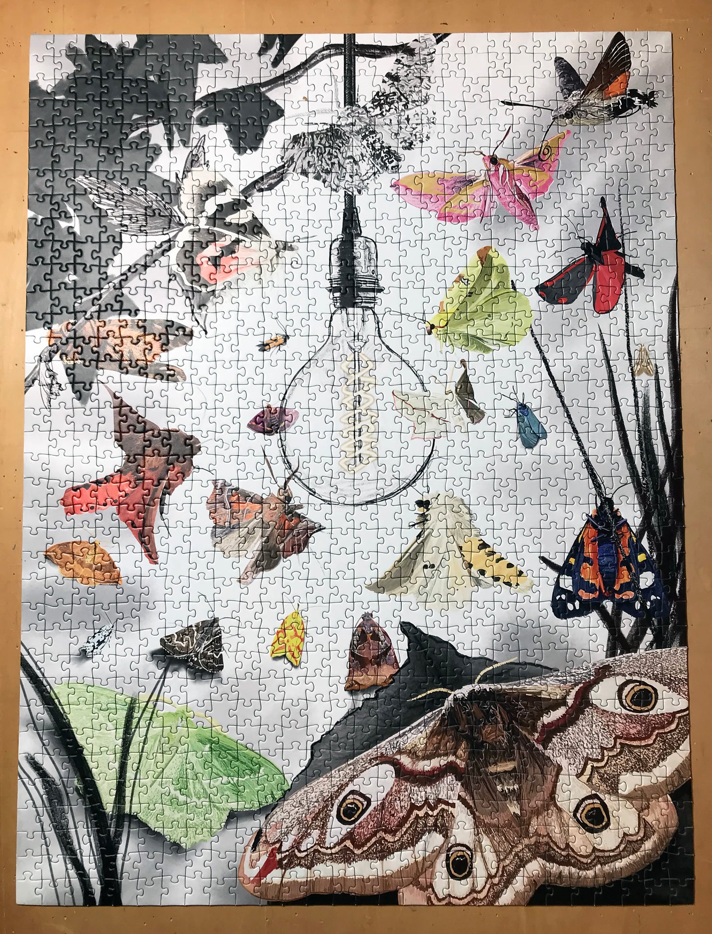 UK Moths 1000 Piece Jigsaw Puzzle | Wildlife Art