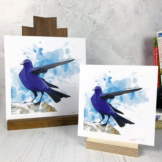 A photo of medium sized & small sized square art prints made from an original digital illustration by Loadofolbobbins. It is of a grandala bird perching on a rock. It has rich black wing and tail feathers with the rest of the body covered in vibrant bright blue feathers. This bird has one wing pointing to the right of the image and is standing on a rock. The background of the image is a dark turquoise inky splash. There is a 2.5 cm white border for framing.