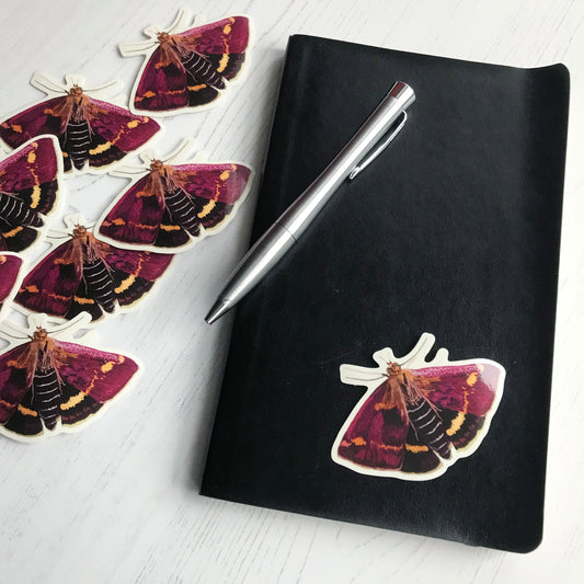 A blood-vein moth sticker created from an original digital illustration by Loadofolbobbins. A small moth with rich maroon coloured upper and lower wings that are edge in a thin buff coloured stripe. There are also some stunning vibrant orange markings on all the wings that look like a patchy broken up stripe towards the bottom of each wing. It's head and upper body is a slight fluffy mix of browns and oranges with it's lower abdomen being a very dark almost maroon. 