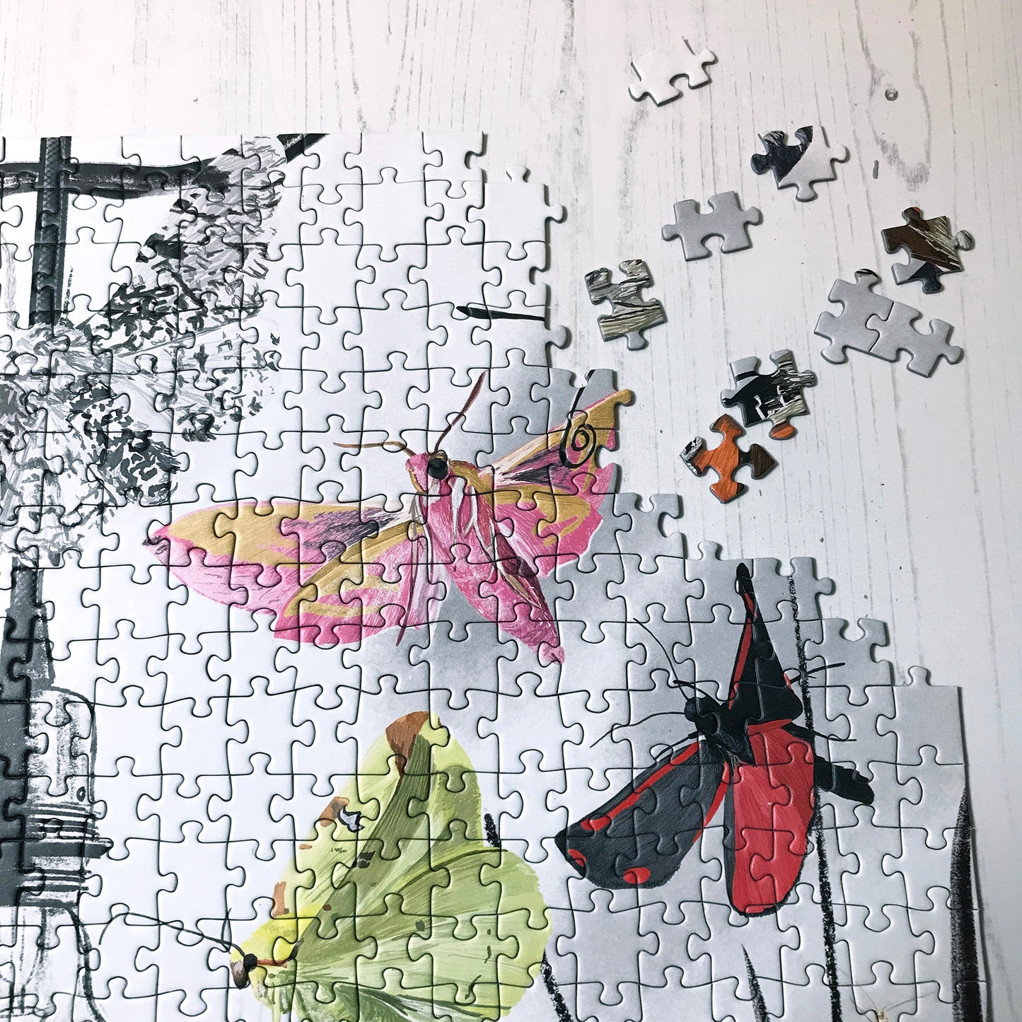 UK Moths 1000 Piece Jigsaw Puzzle | Wildlife Art