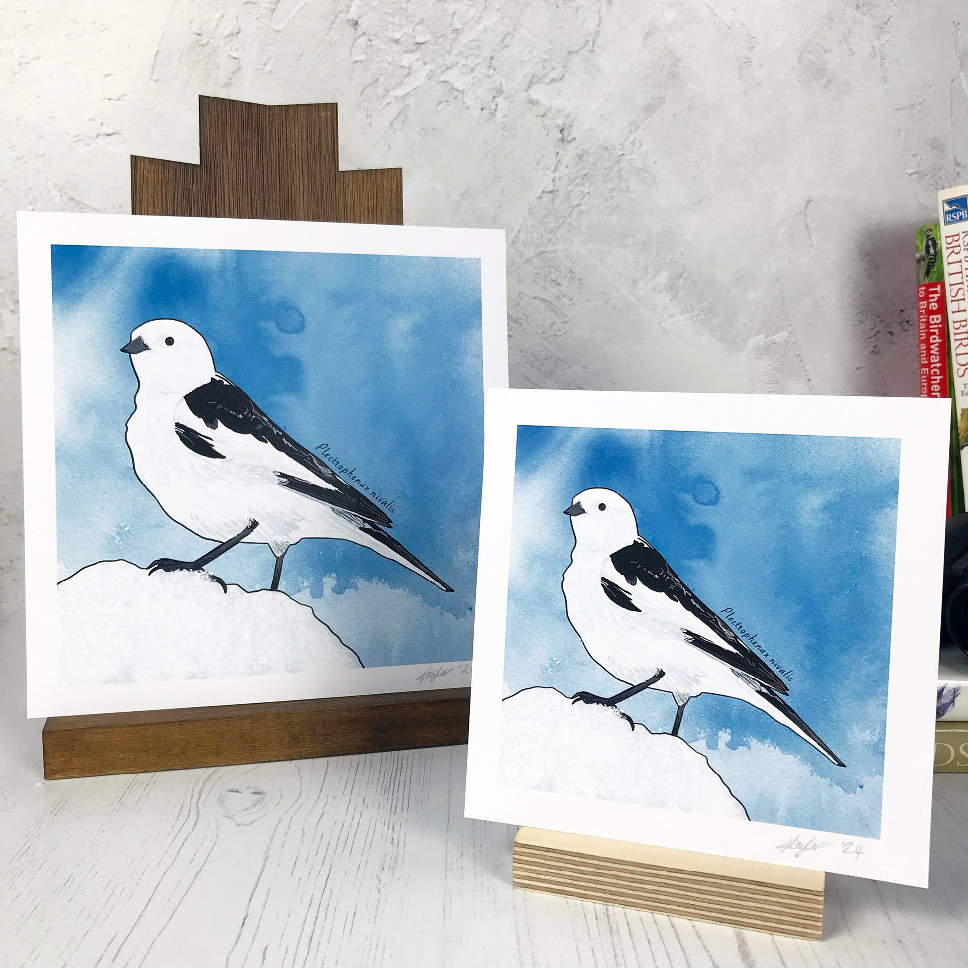 A photo of medium and small square art prints made from an original digital illustration by Loadofolbobbins. It is of a snow bunting standing rather proudly on a small heap of snow. It’s stark white feathers with rich black wings stands out against a smoky blue ink was background. There is a 2.5 cm white border for framing.