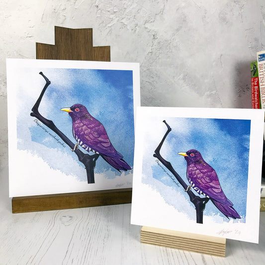 A photo of both a medium sized and small sized square art print next to each other both made from an original digital illustration by Loadofolbobbins. It is of a violet cuckoo bird perched on a little dark reddish purple branch which has lots of interesting angles. The bird is almost blackbird like in size and covered in strong purple feathers. It has an intense red iris and warm yellow beak. The background is a mid warm blue inky wash. There is a 2.5 cm white border for framing.